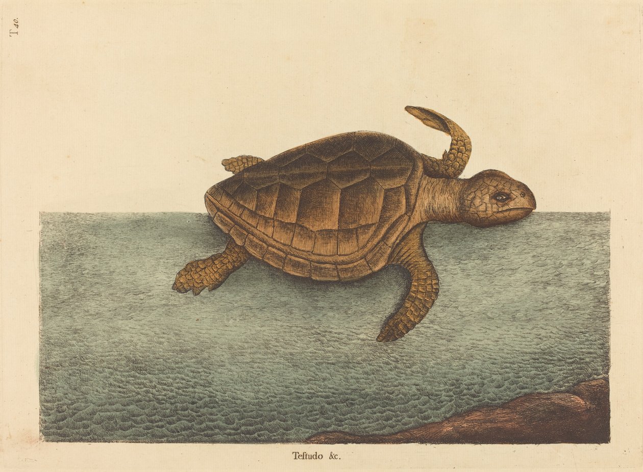 Kaydedici kafalı Kaplumbağa (Testudo Cavanna) by Mark Catesby