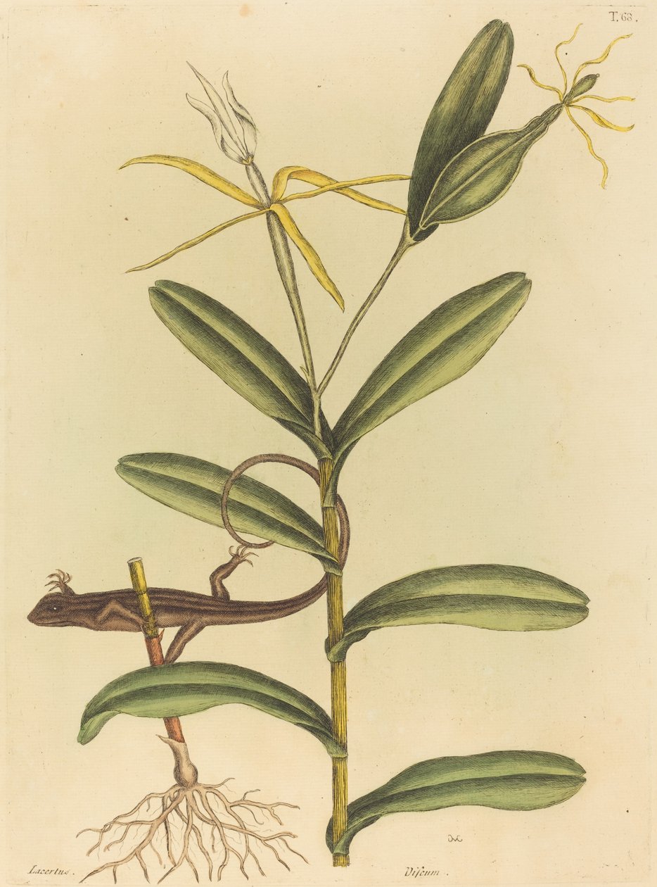 Lyon Kertenkele (Lacerta 6-lineata) by Mark Catesby
