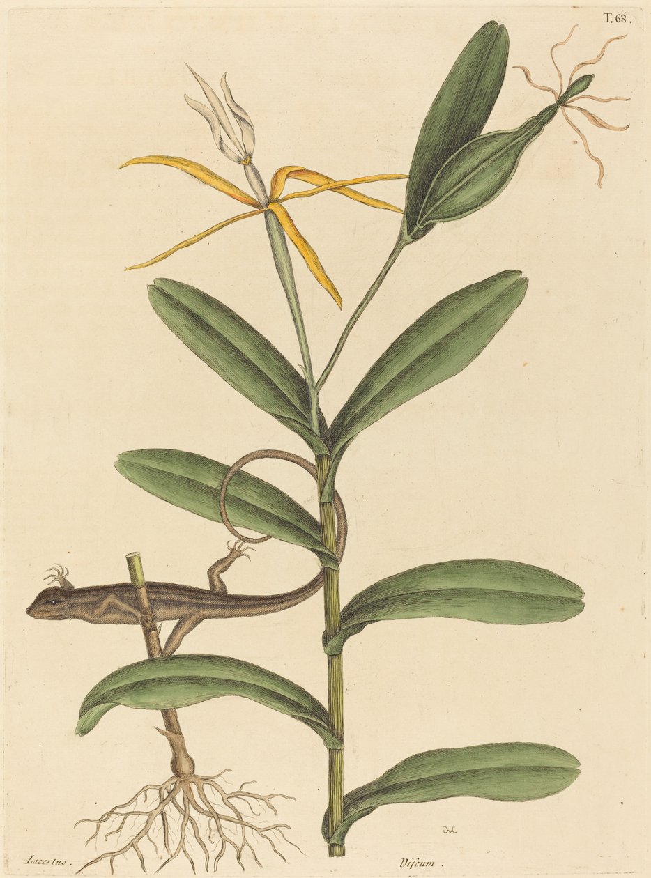 Lyon Kertenkele Lacerta 6-lineata, 1731-1743
