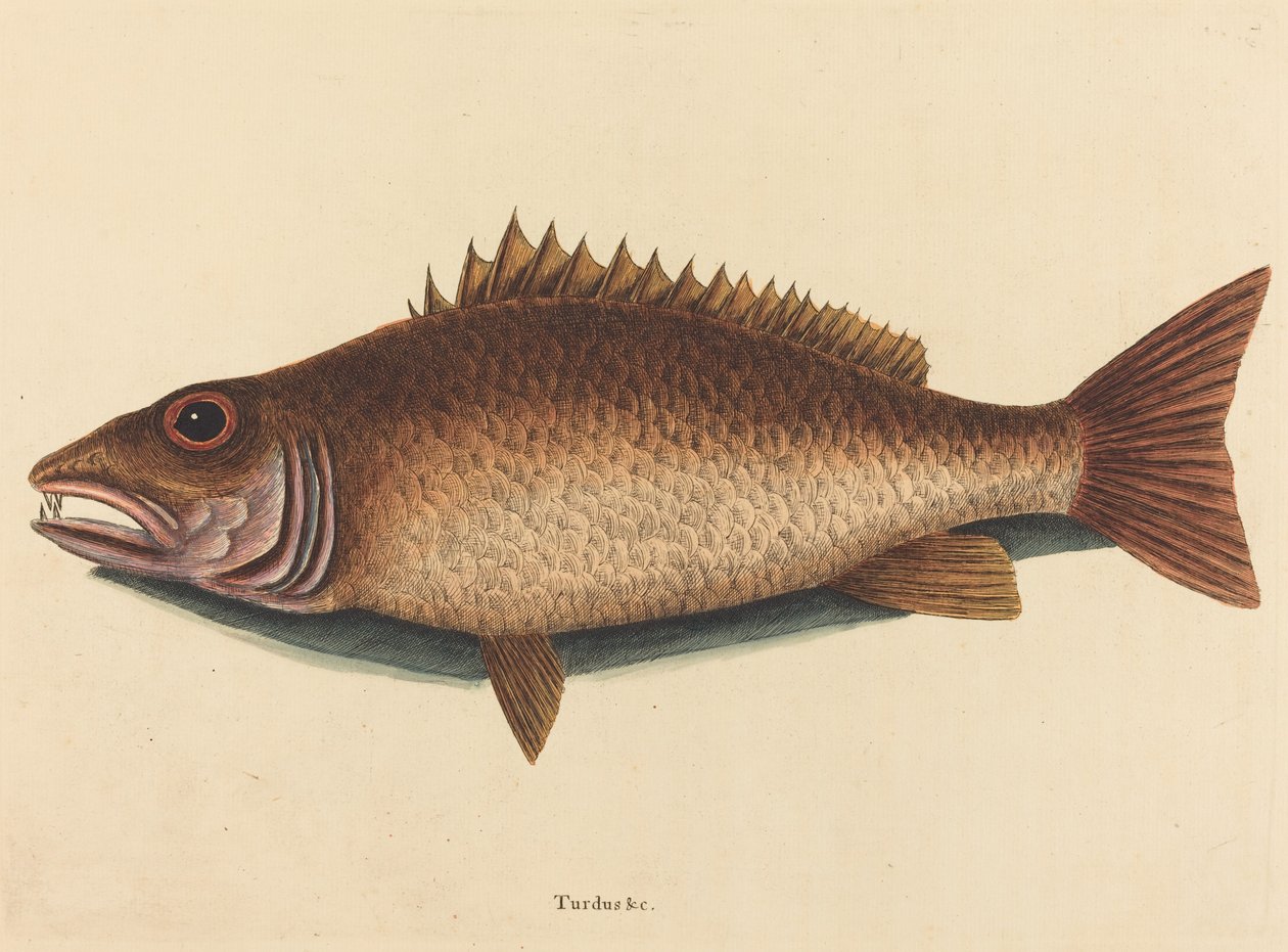 Mangrov Balığı (Labrus griseus) by Mark Catesby