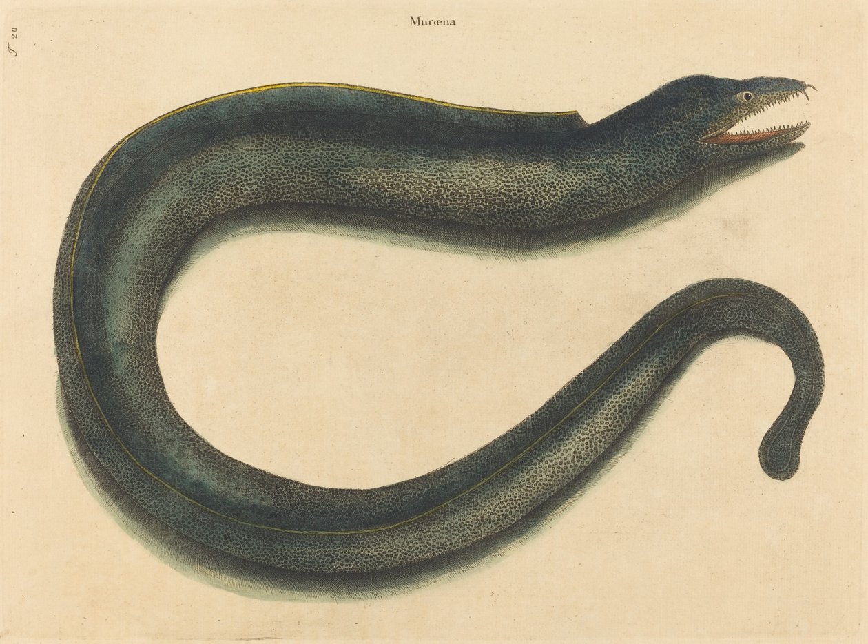 Yöntem (helena yöntemi) by Mark Catesby