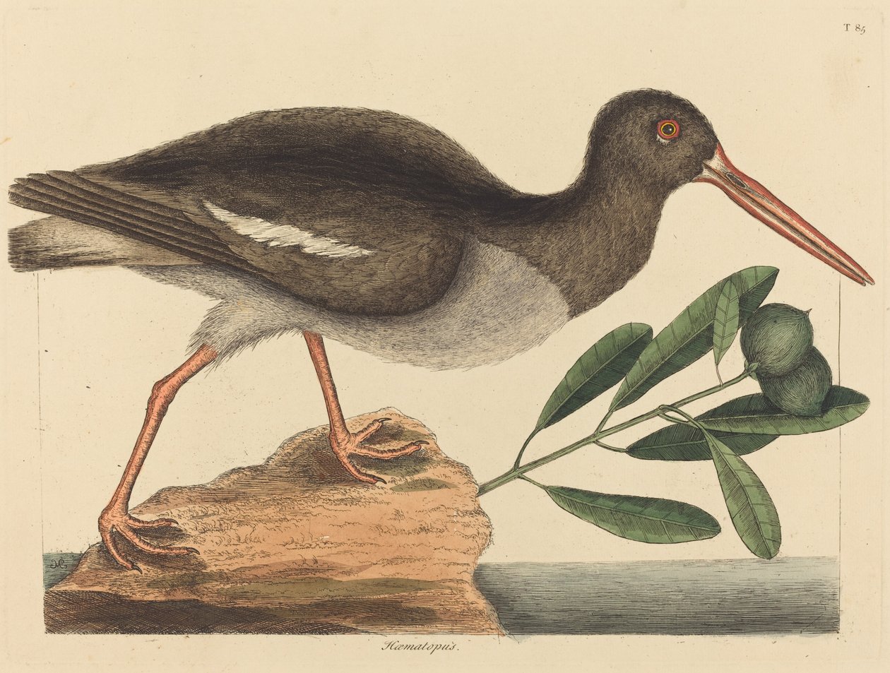 İstiridye Avcısı (Haematopus ostralegus) by Mark Catesby