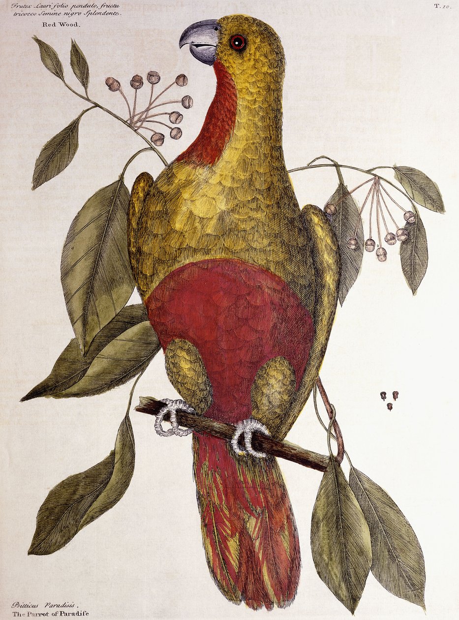 Cennet Papağanı, 1771 by Mark Catesby