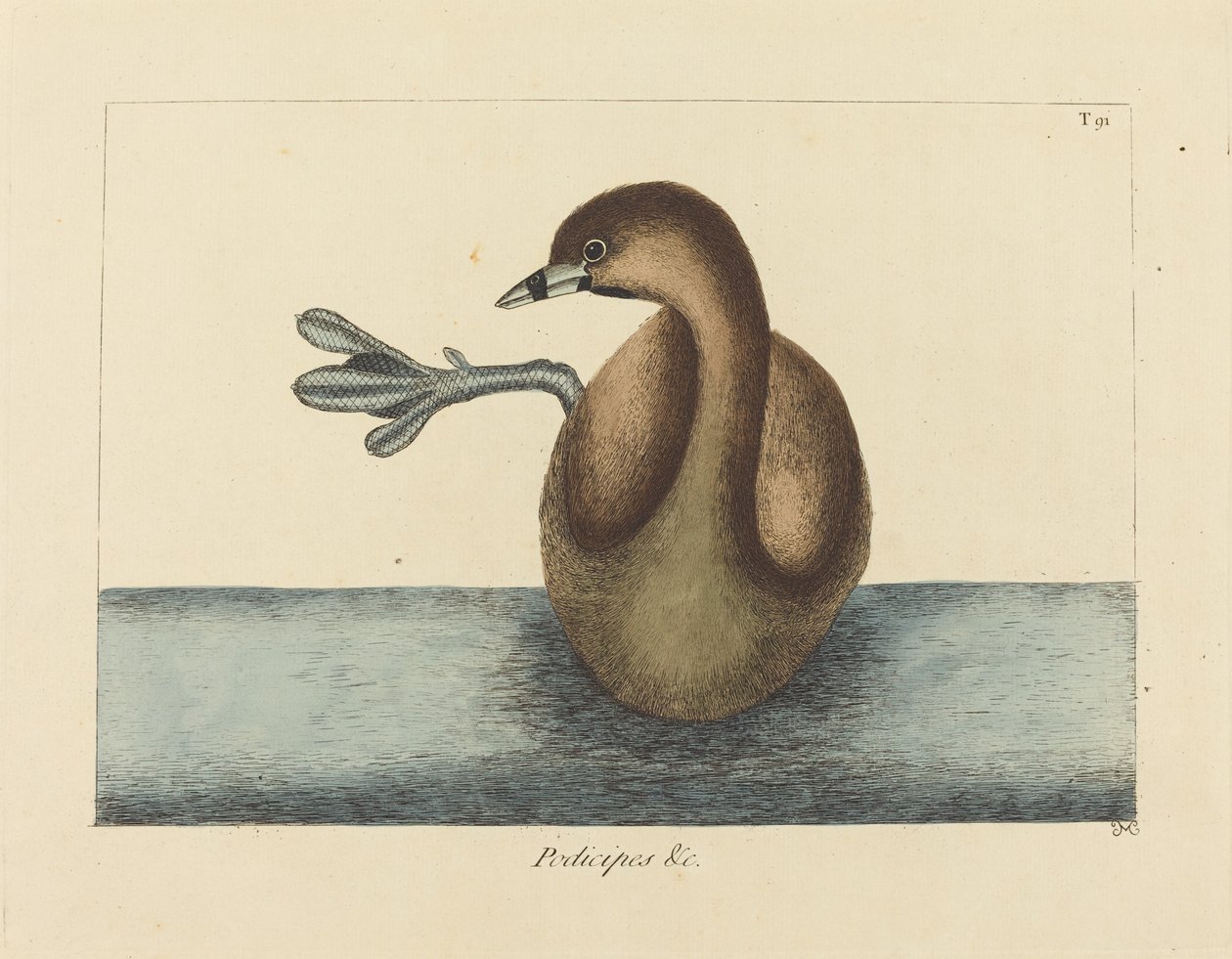 Alaca Gagalı Dobchick (Colymbus podiceps) by Mark Catesby
