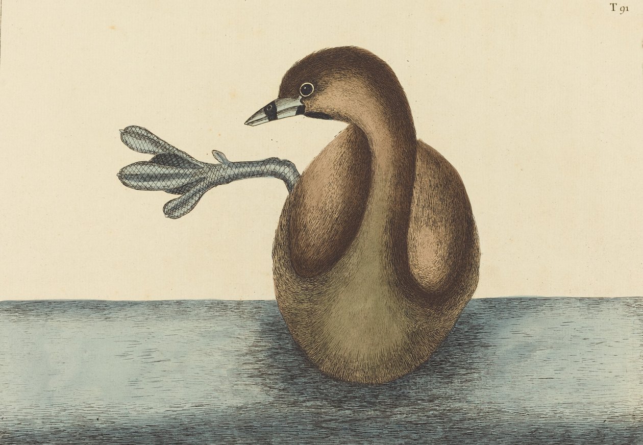 Alaca gagalı Dobchick Colymbus podiceps, 1731-1743 yayınlandı. by Mark Catesby