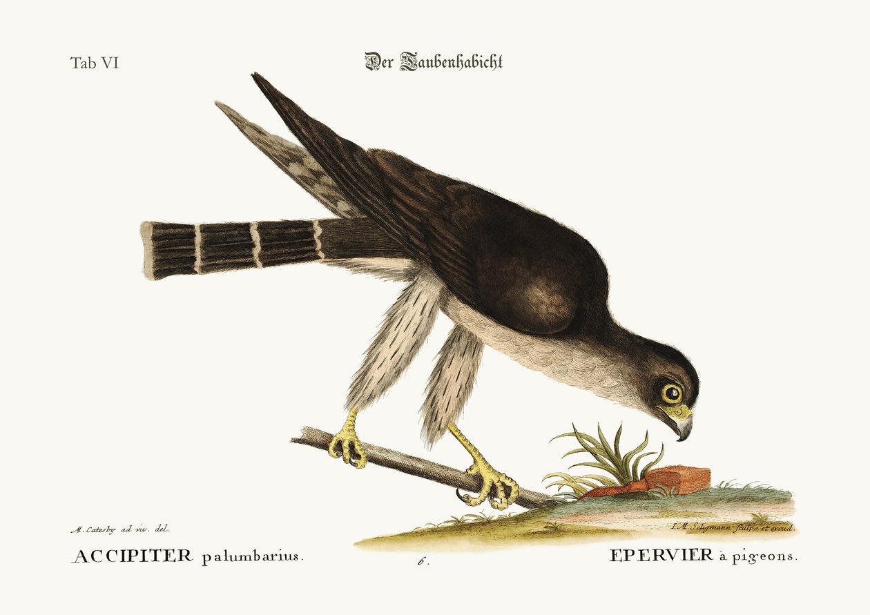 Güvercin Şahin, 1749-73 by Mark Catesby