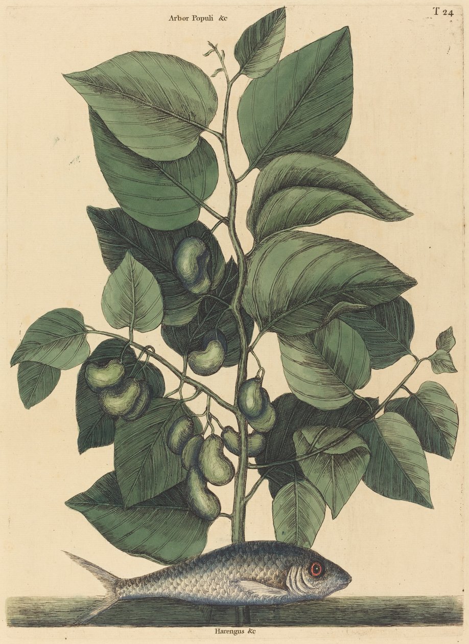 Pealchard (Arjantin Karolina) by Mark Catesby