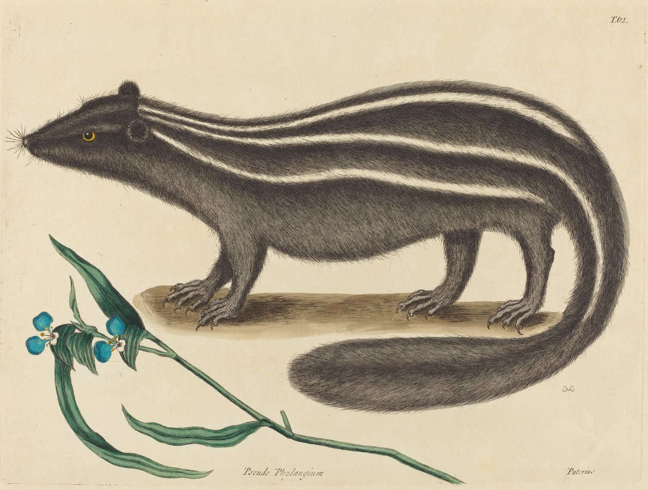 Kutup Kedisi Viverra putorius, 1731-1743