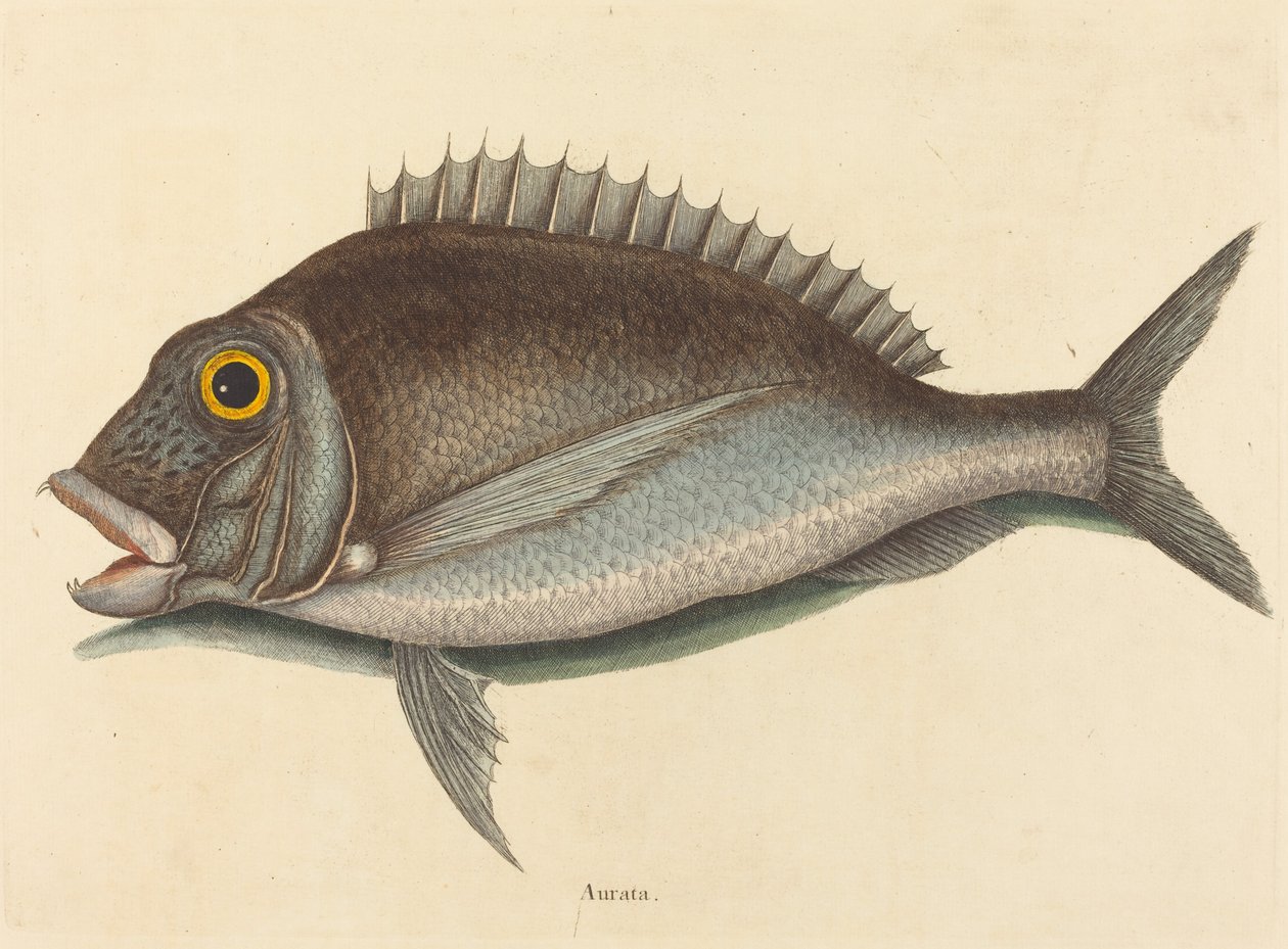Porgy Sparus krisopları, 1754