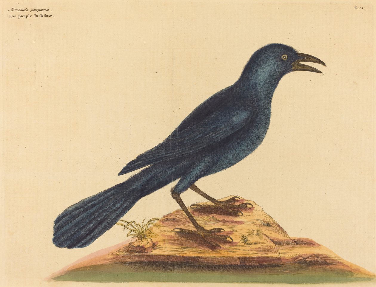 Mor Jack Daw (Gracula Quiscula) by Mark Catesby