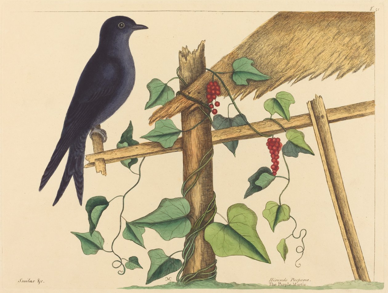 Mor Martin (Hirundo purpurea) by Mark Catesby