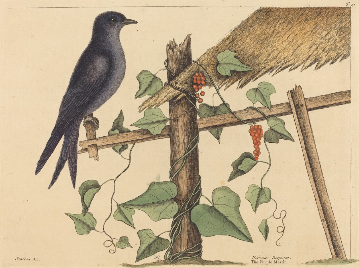 Mor Martin (Hirundo purpurea) by Mark Catesby