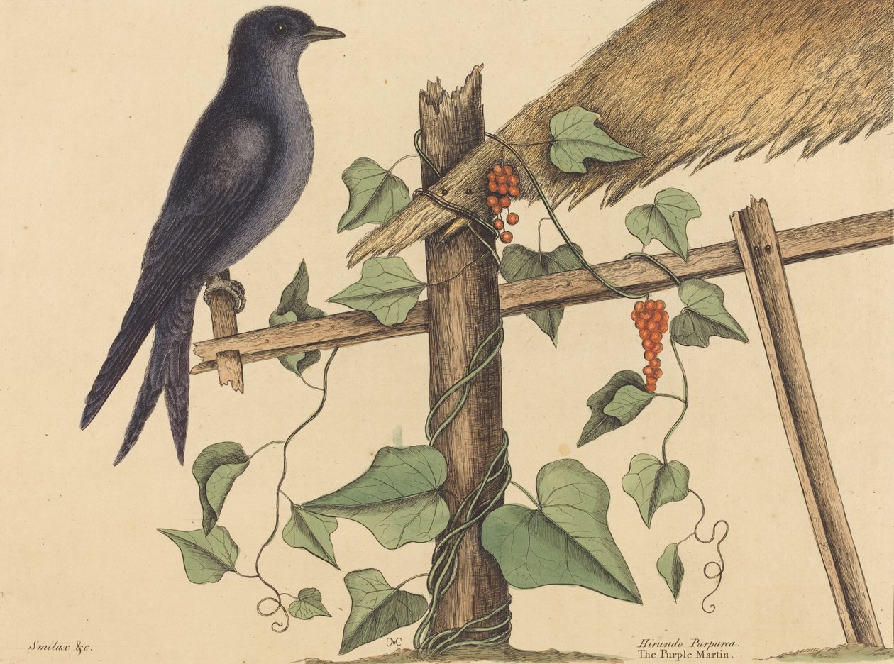 Mor Martin Hirundo purpurea, 1731-1743