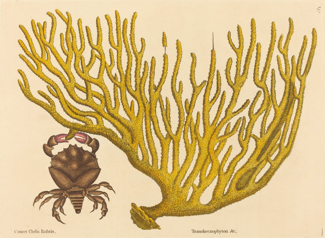 Kırmızı Pençeli Yengeç (Kanser erythropus) by Mark Catesby