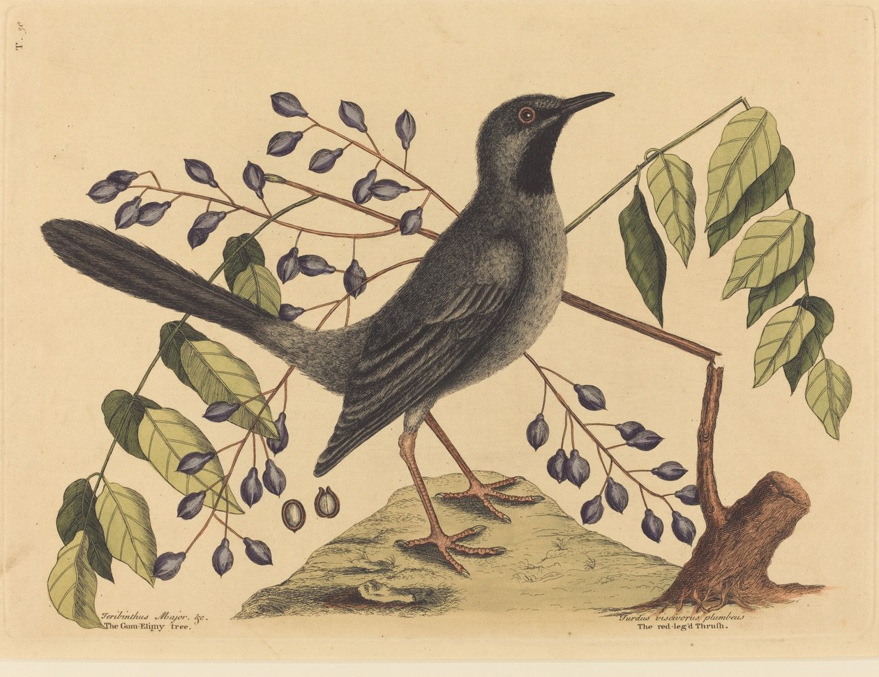 Kırmızı Bacaklı Ardıç Turdus plumbeus, 1731-1743