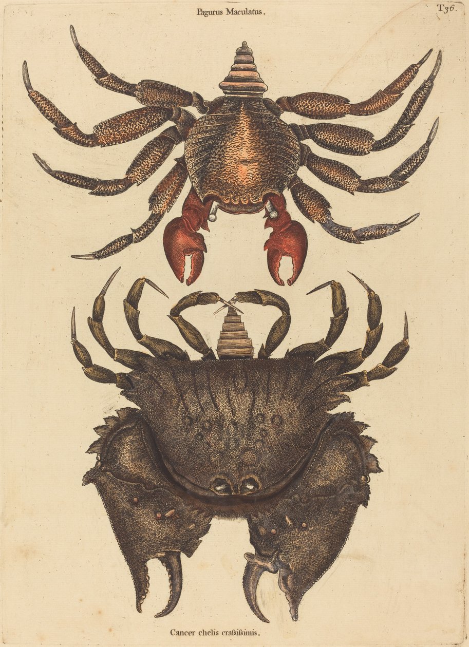 Kırmızı Benekli Kaya Yengeç (Kanser Grapsus) by Mark Catesby
