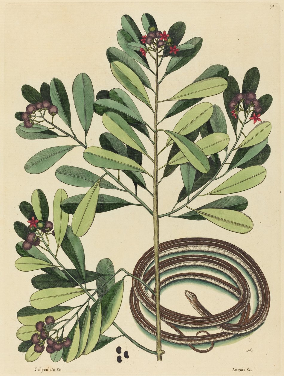 Kurdele Yılanı (Coluber saurita) by Mark Catesby