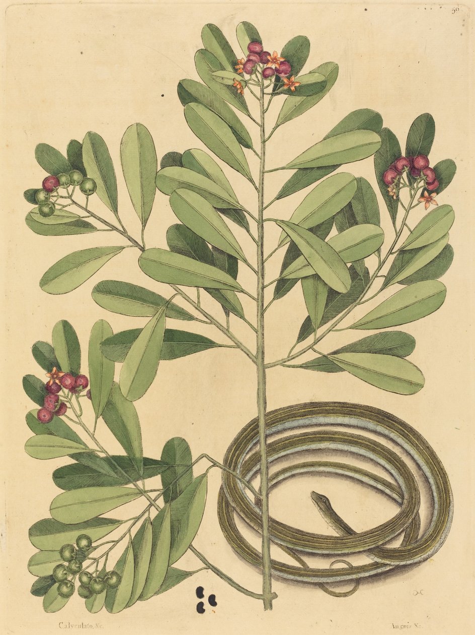 Kurdele Yılanı (Coluber saurita) by Mark Catesby
