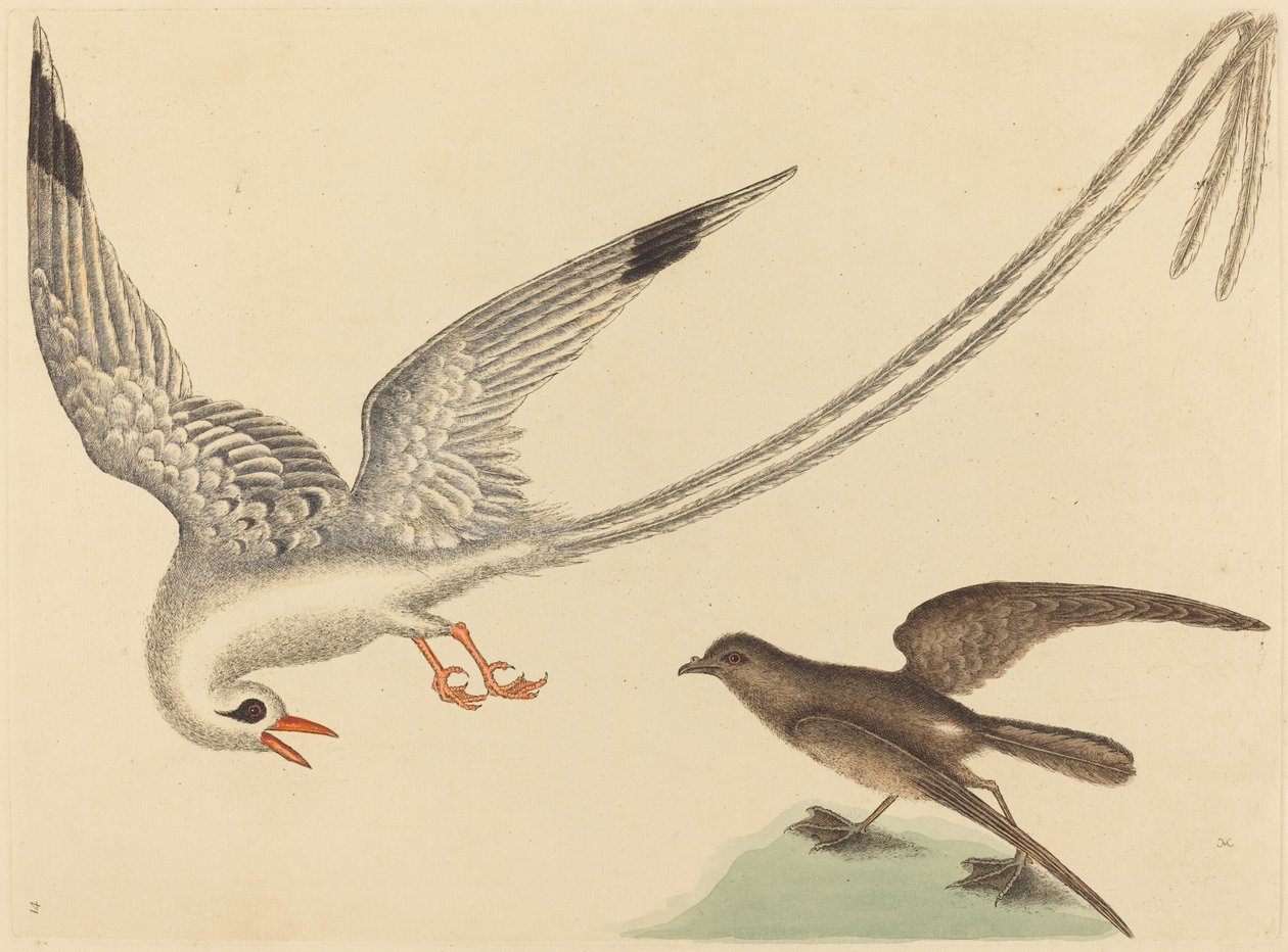 Pirinç Kuşu Emberiza oryzivora, 1731-1743