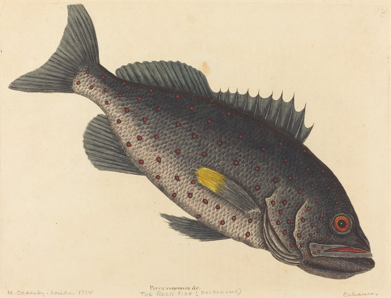 Kaya Balığı (Zehirli levrek) by Mark Catesby