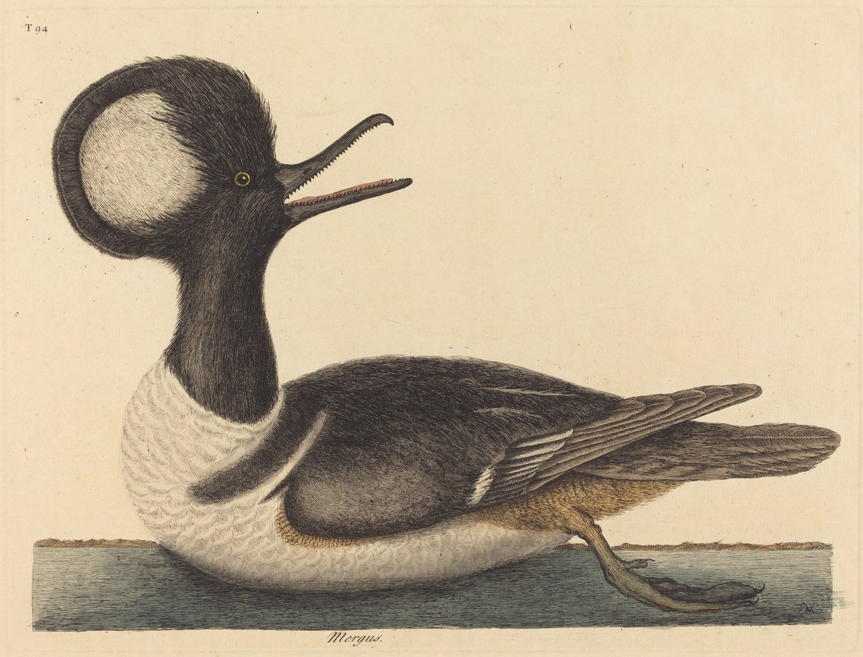 Yuvarlak Tepeli Ördek Mergus cucullatus, 1731-1743