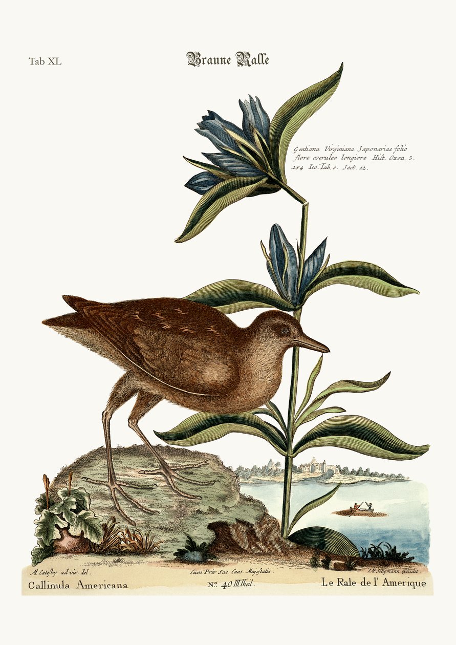 Ağrı, 1749-73 by Mark Catesby