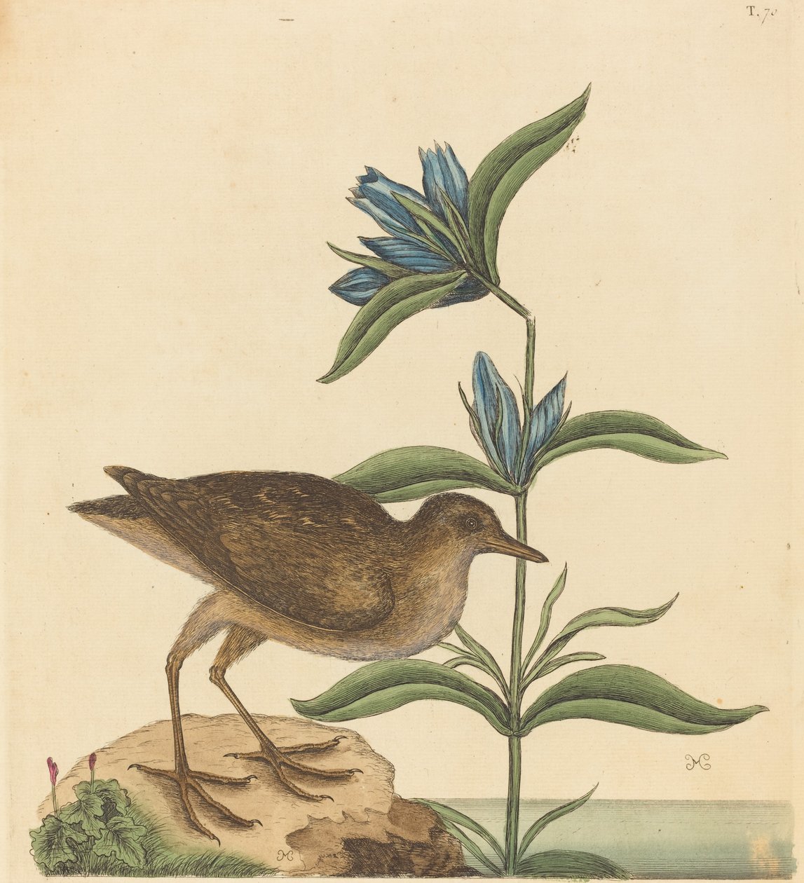 Soree Rallus Virginianus, 1731-1743'te yayınlandı. by Mark Catesby