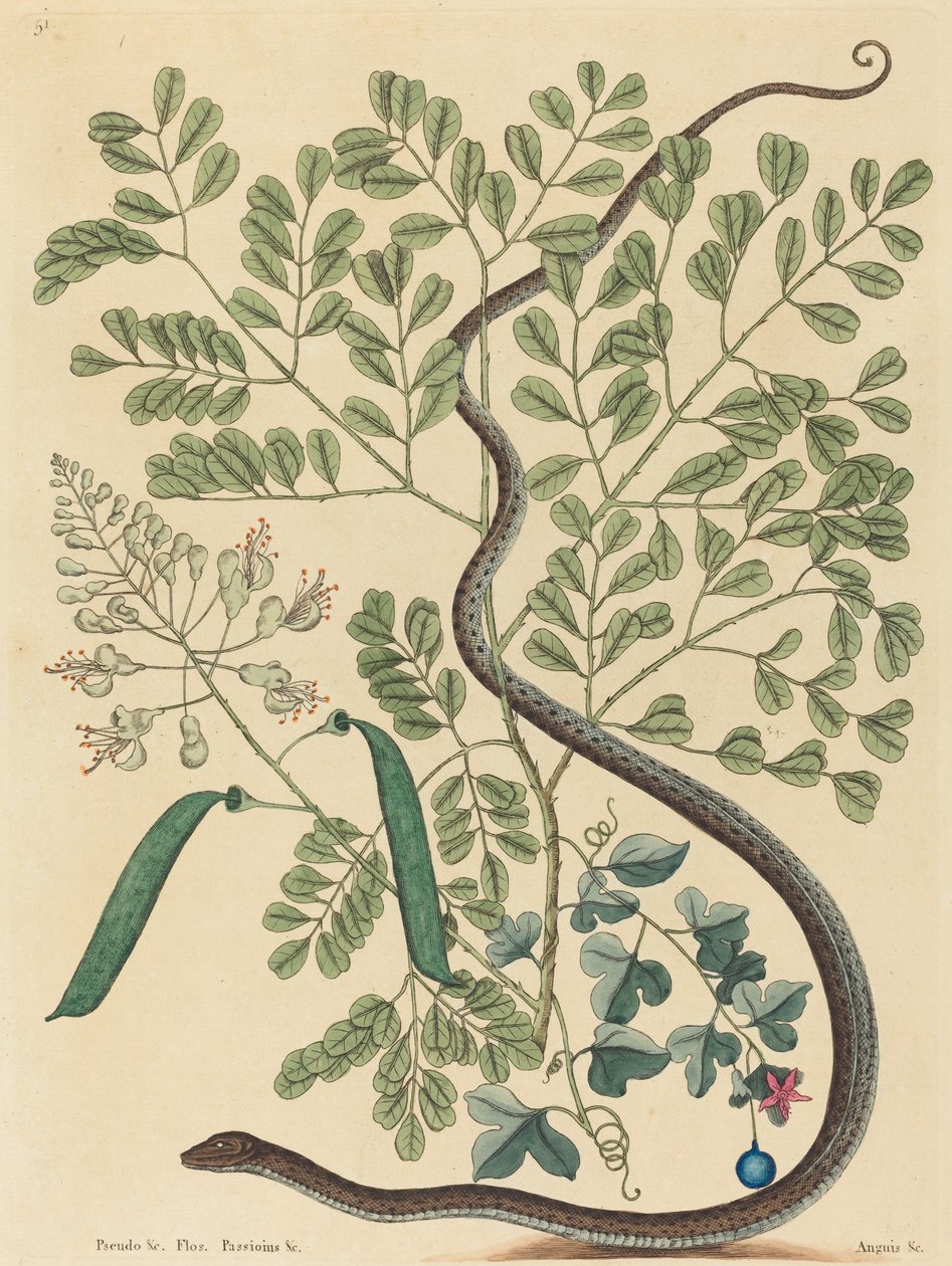 Benekli Kurdele Yılan Coluber nebulosus, 1731-1743