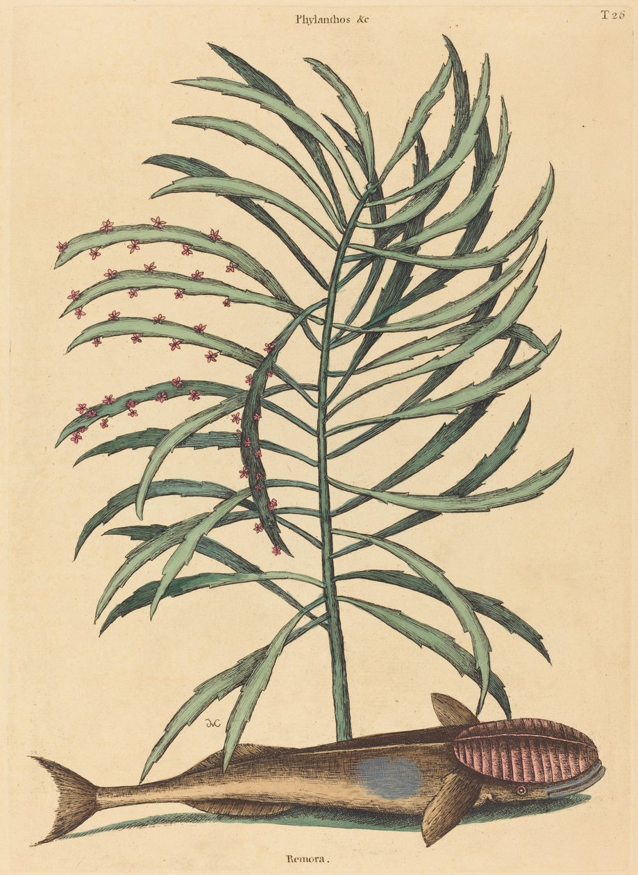 Emici Balık (Echeneis Naucratis) by Mark Catesby