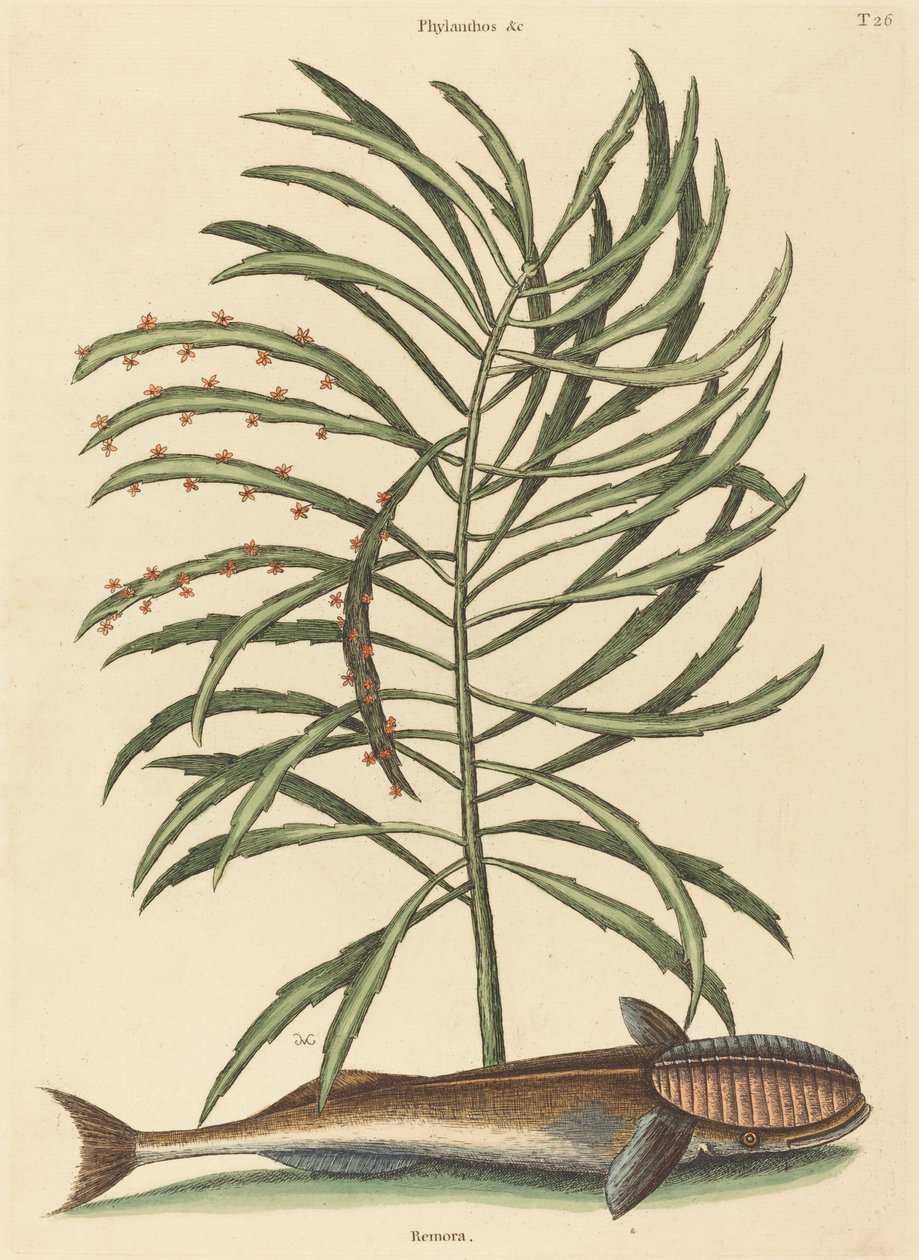 Emici Balık Echeneis naucratis, 1731-1743