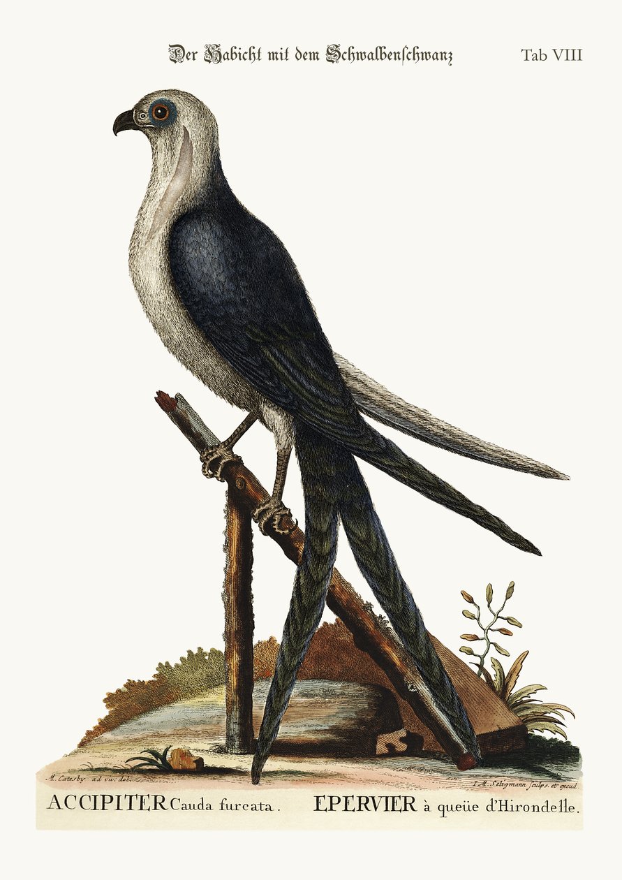 Kırlangıç Kuyruklu Şahin, 1749-73 by Mark Catesby