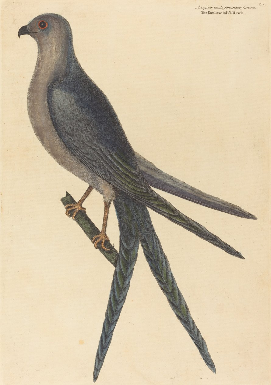 Kırlangıç Kuyruğu Şahin Falco furcatus, 1754 yayınlandı. by Mark Catesby