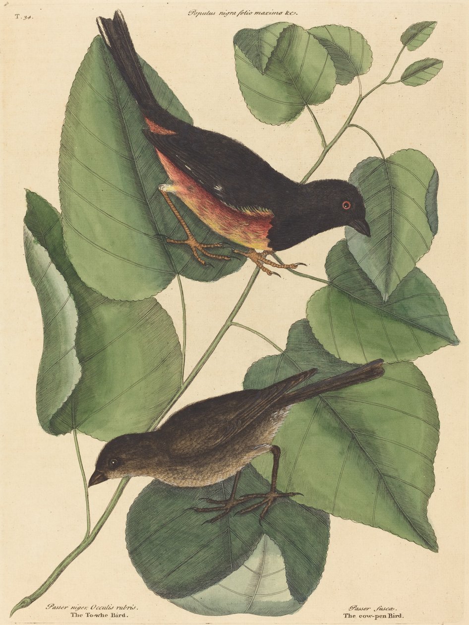 Towhe Kuşu (Fringilla erythrophthalma) by Mark Catesby
