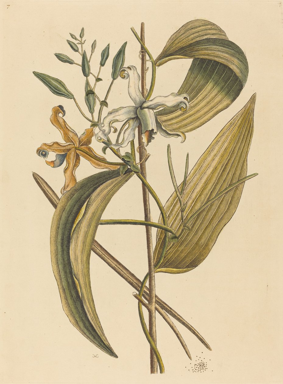 Vanelloe (Epidendrum Vanilya) by Mark Catesby