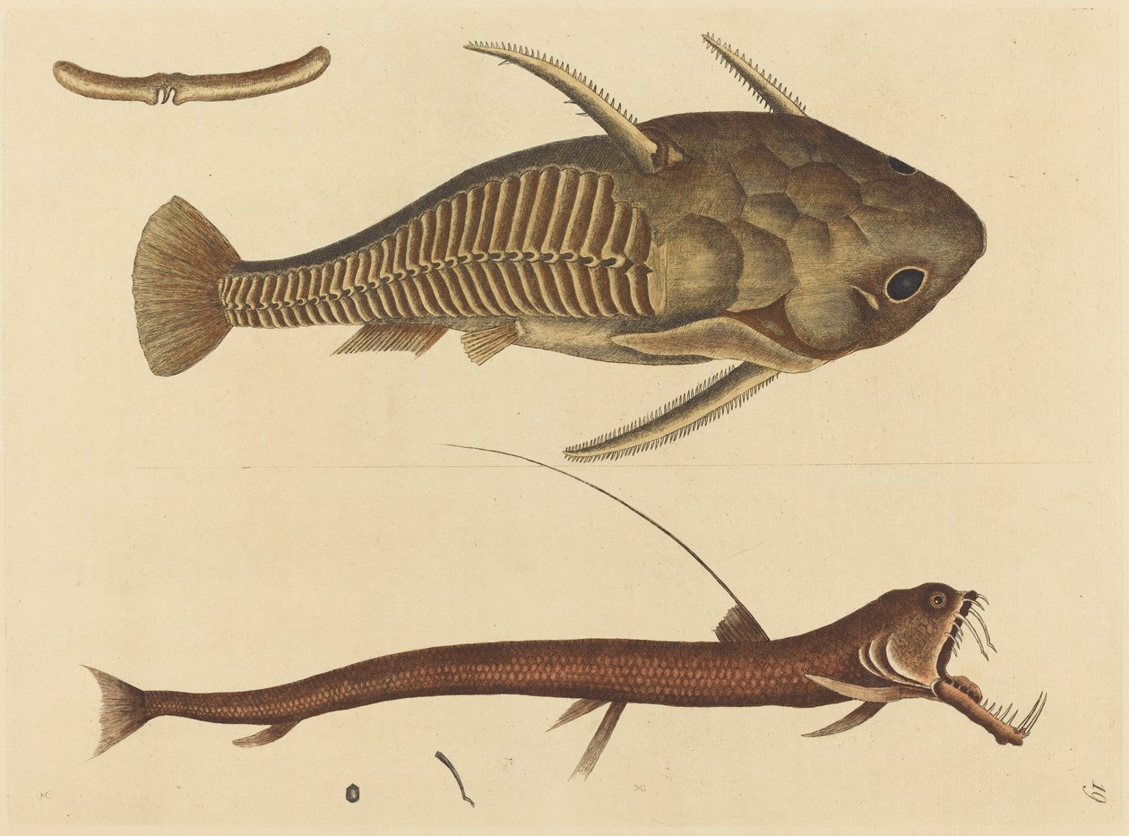 Viper-mouth Silurus cataphractus, 1731-1743
