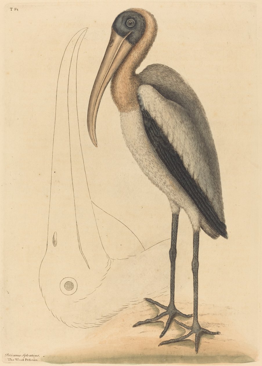 Odun Pelikan (Tantalus Loculator) by Mark Catesby