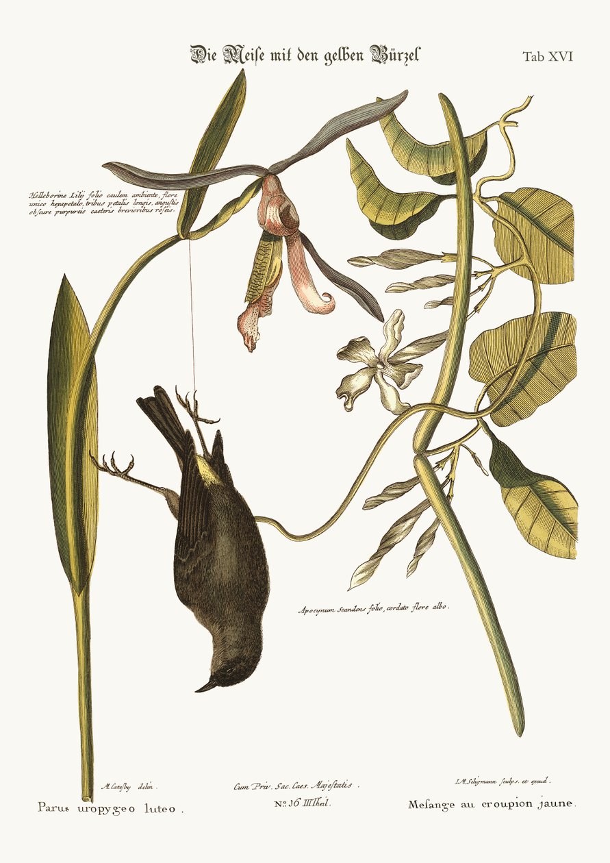 Sarı Rum, 1749-73 by Mark Catesby