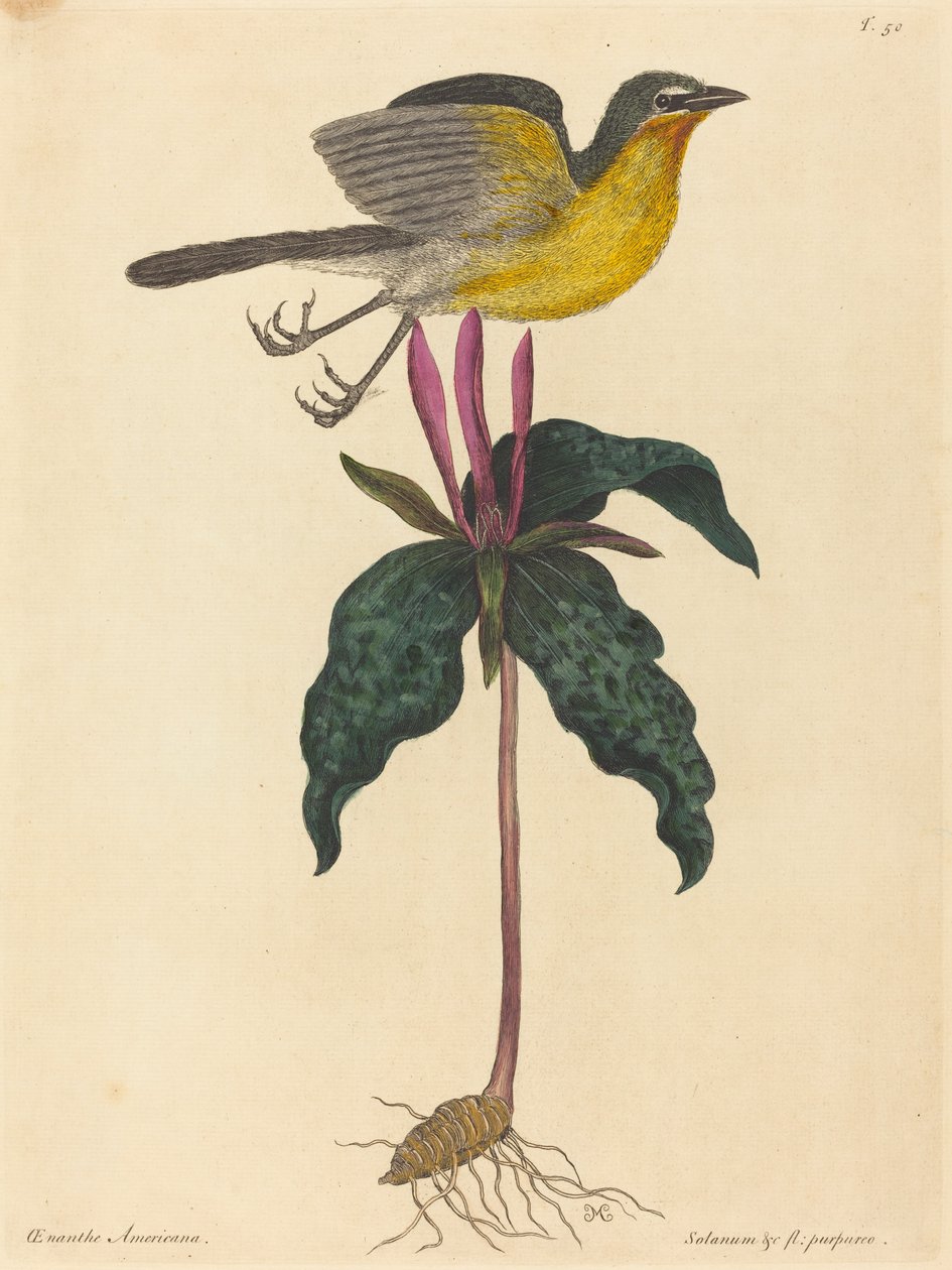 Sarı Göğüslü Sohbet, 1754