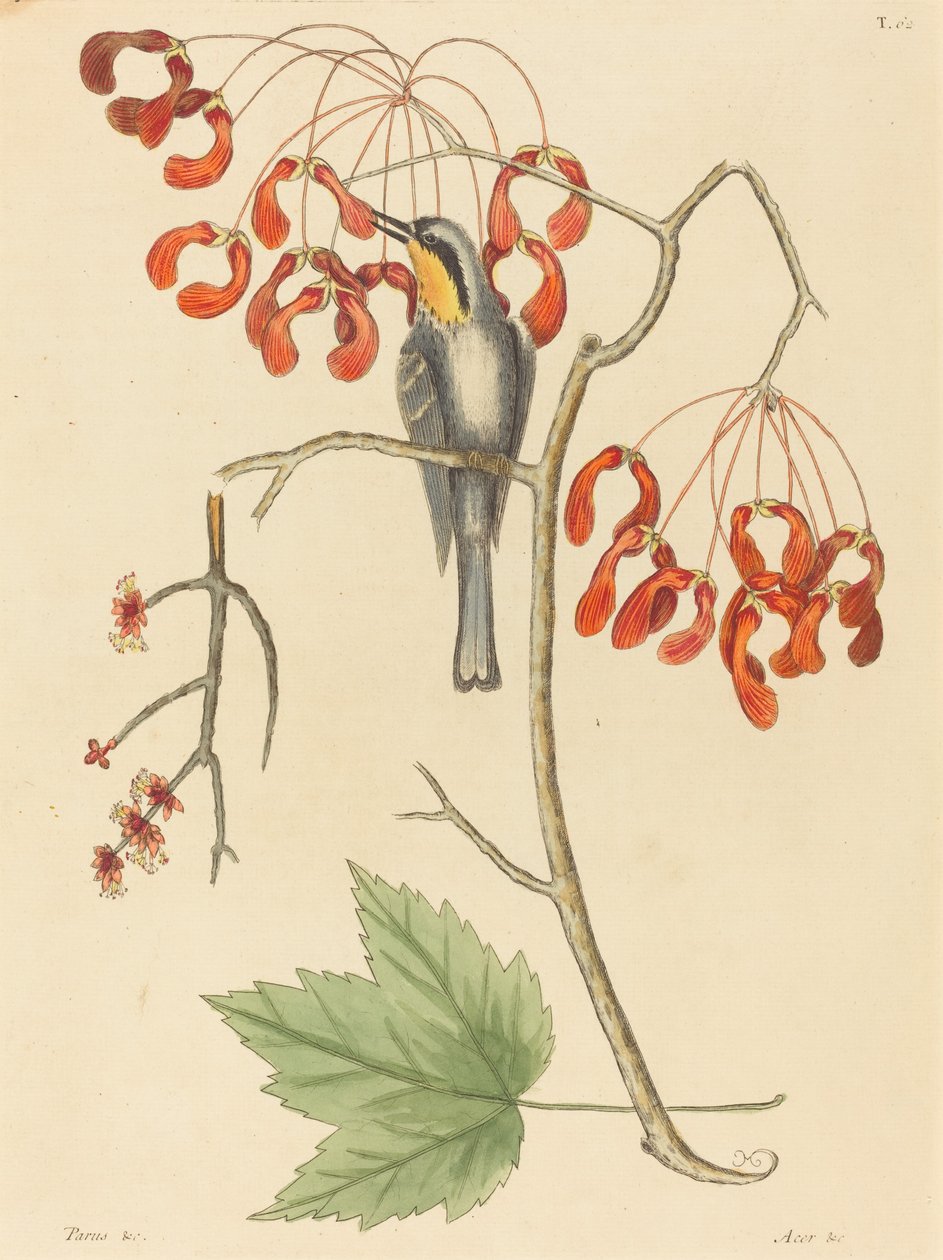 Sarı Boğazlı Creeper by Mark Catesby
