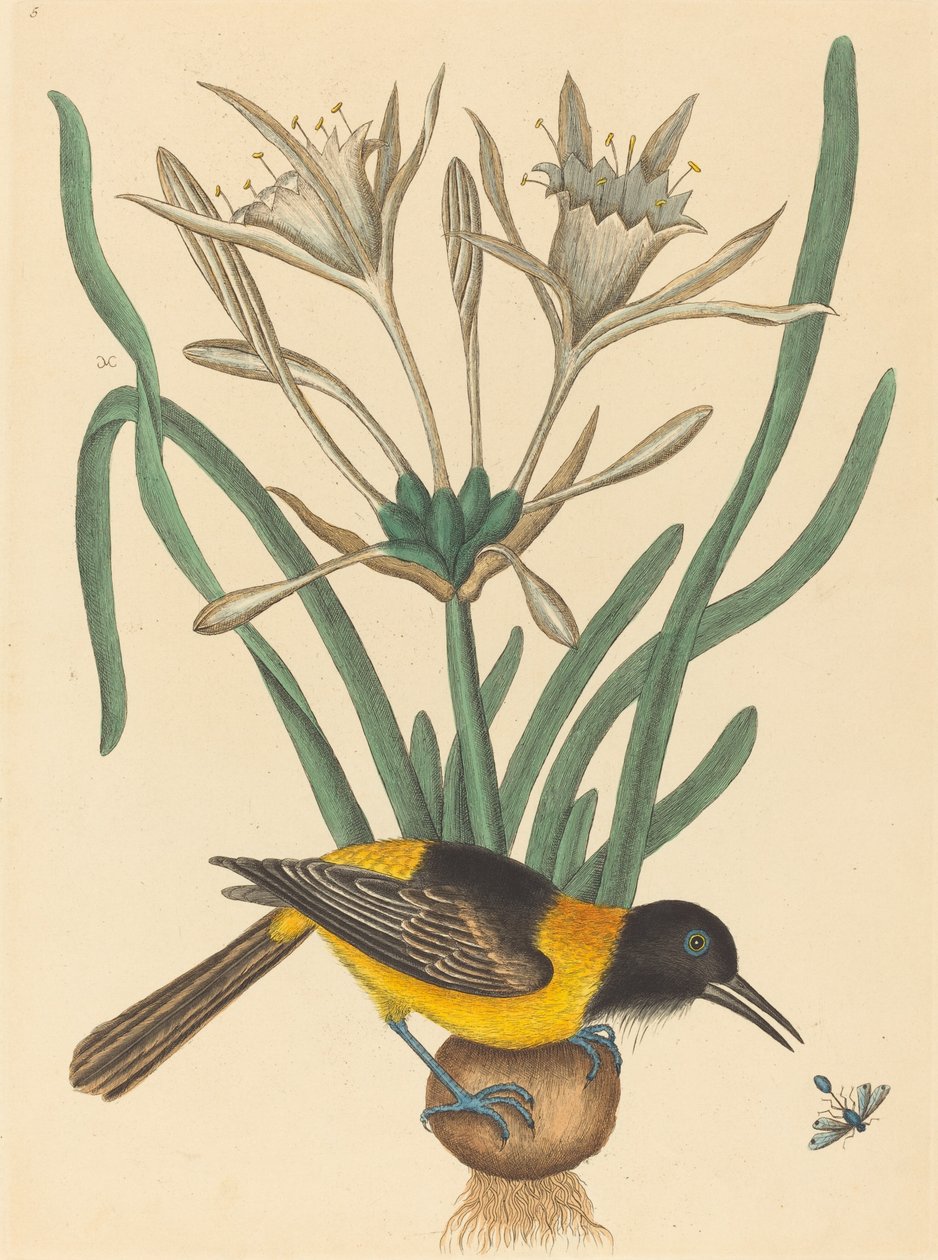 Sarı ve Siyah Pye (Oriolus Icterus) by Mark Catesby