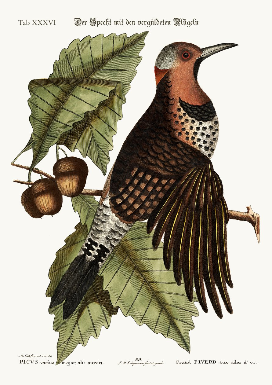 Altın kanatlı Ağaçkakan, 1749-73 by Mark Catesby
