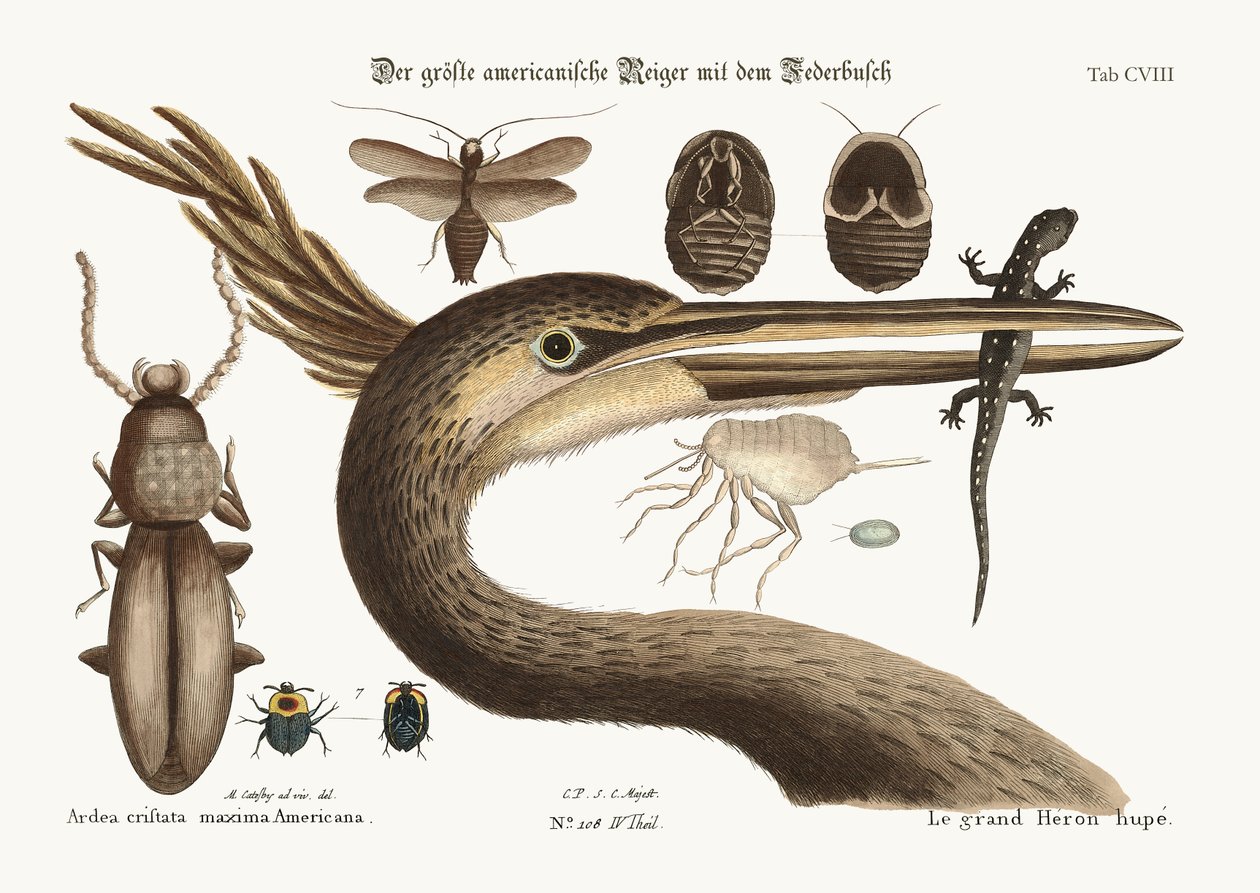 ಅತಿದೊಡ್ಡ ಕ್ರೆಸ್ಟೆಡ್ ಹೆರಾನ್, 1749-73 ಟರ್ಕ್ by Mark Catesby