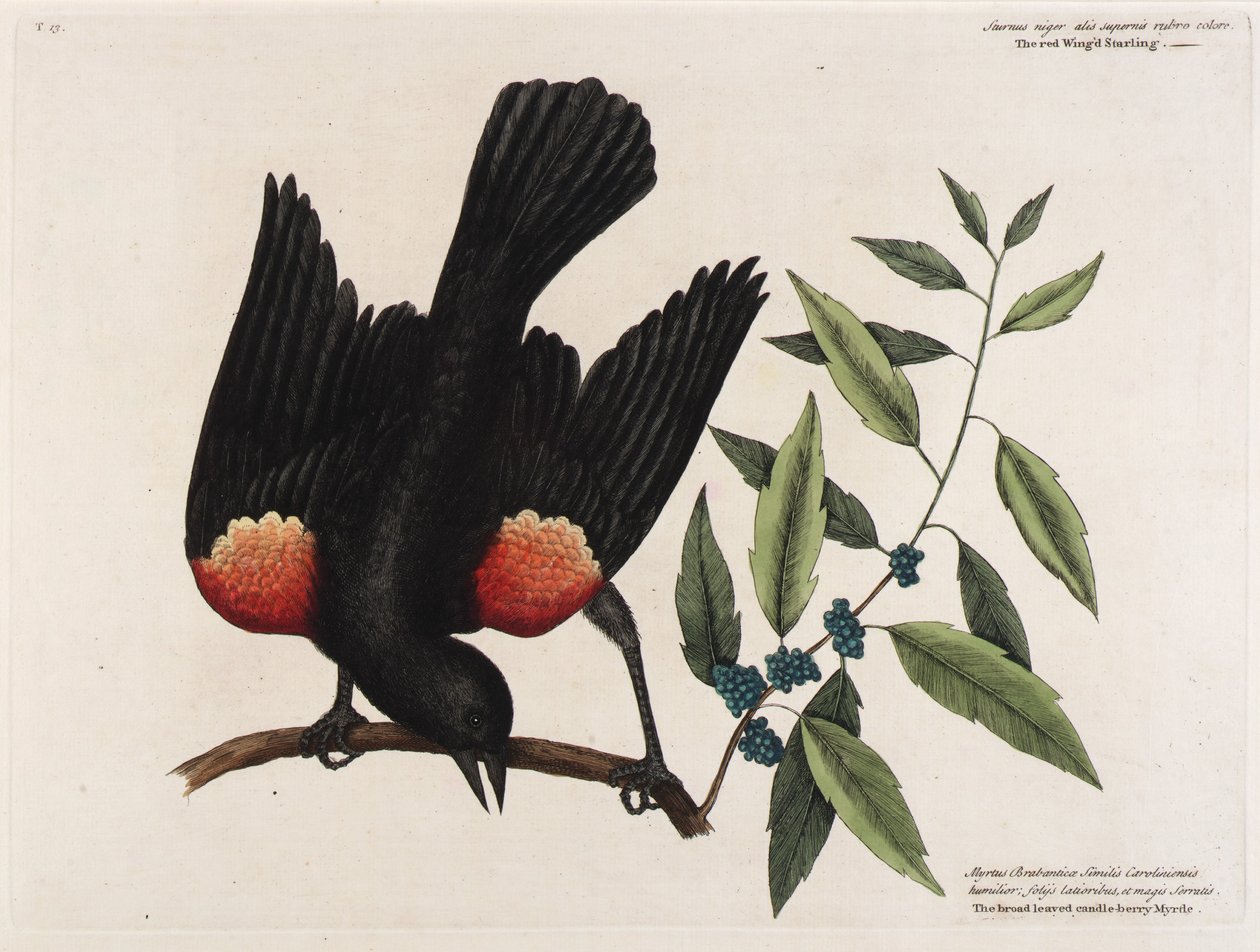  by Mark Catesby
