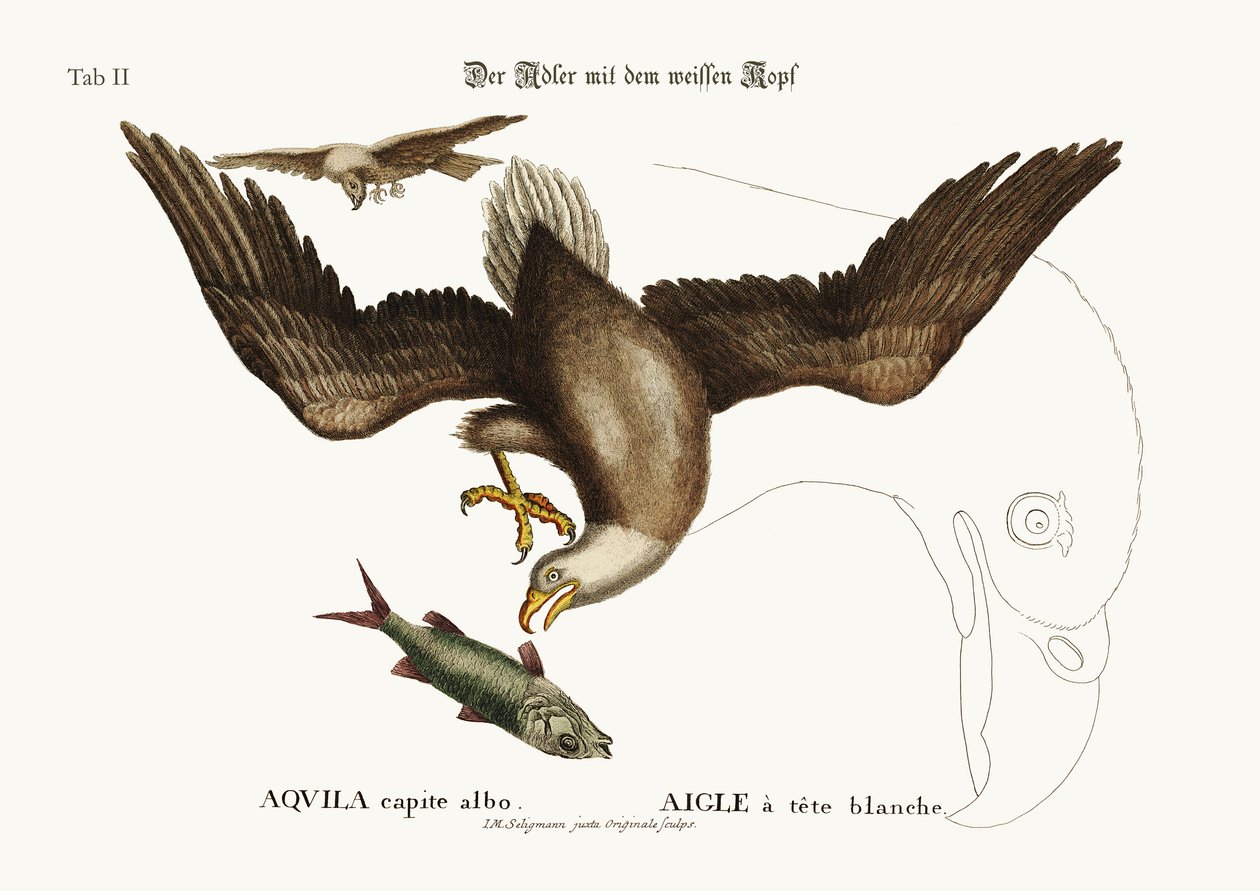 Ak başlı Kartal, 1749-73 by Mark Catesby