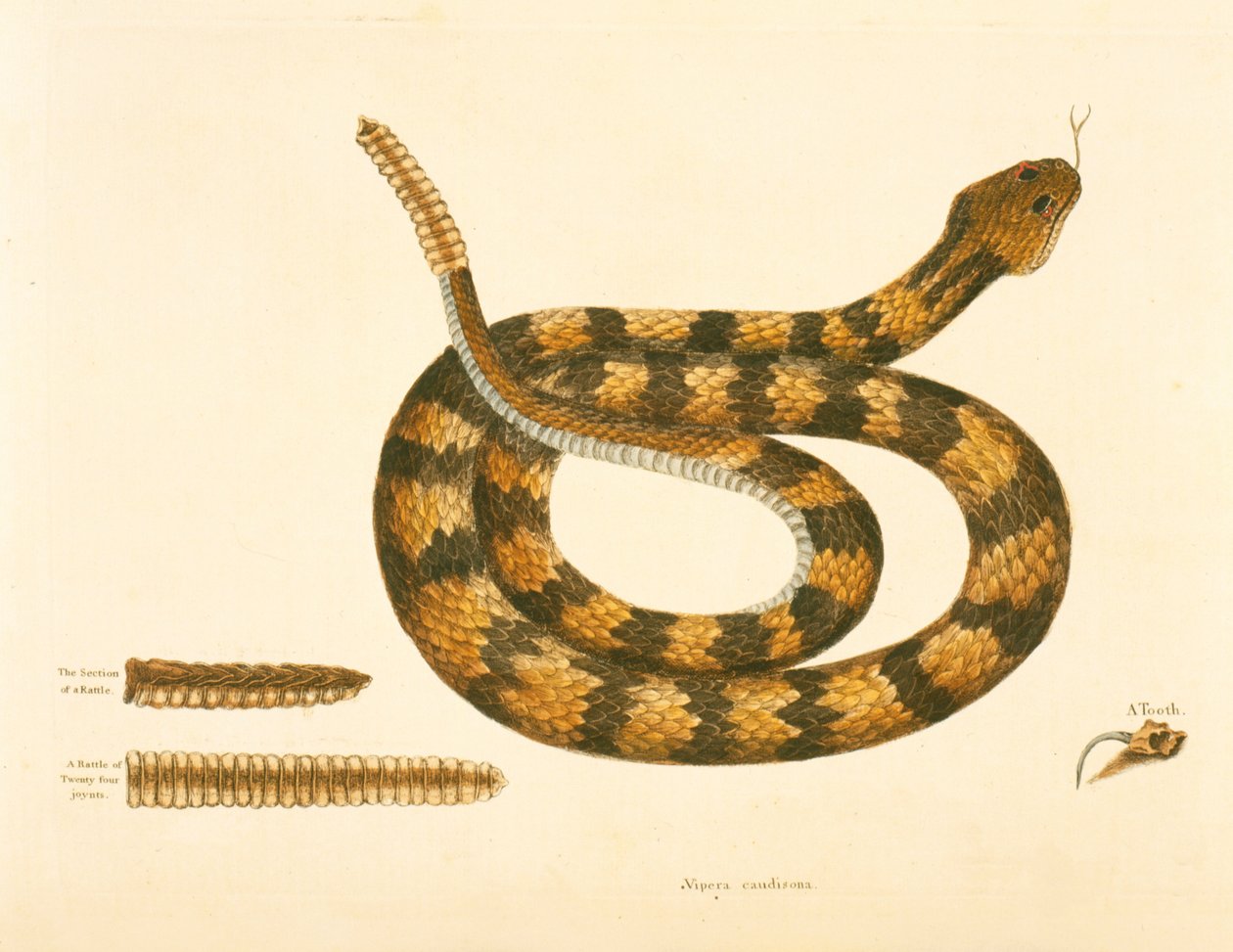 Viper Caudison Snake, Rattlesnake, levha 41, cilt. 1, 'Carolina, Florida ve Bahamalar'ın Doğal Tarihi'nden by Mark Catesby
