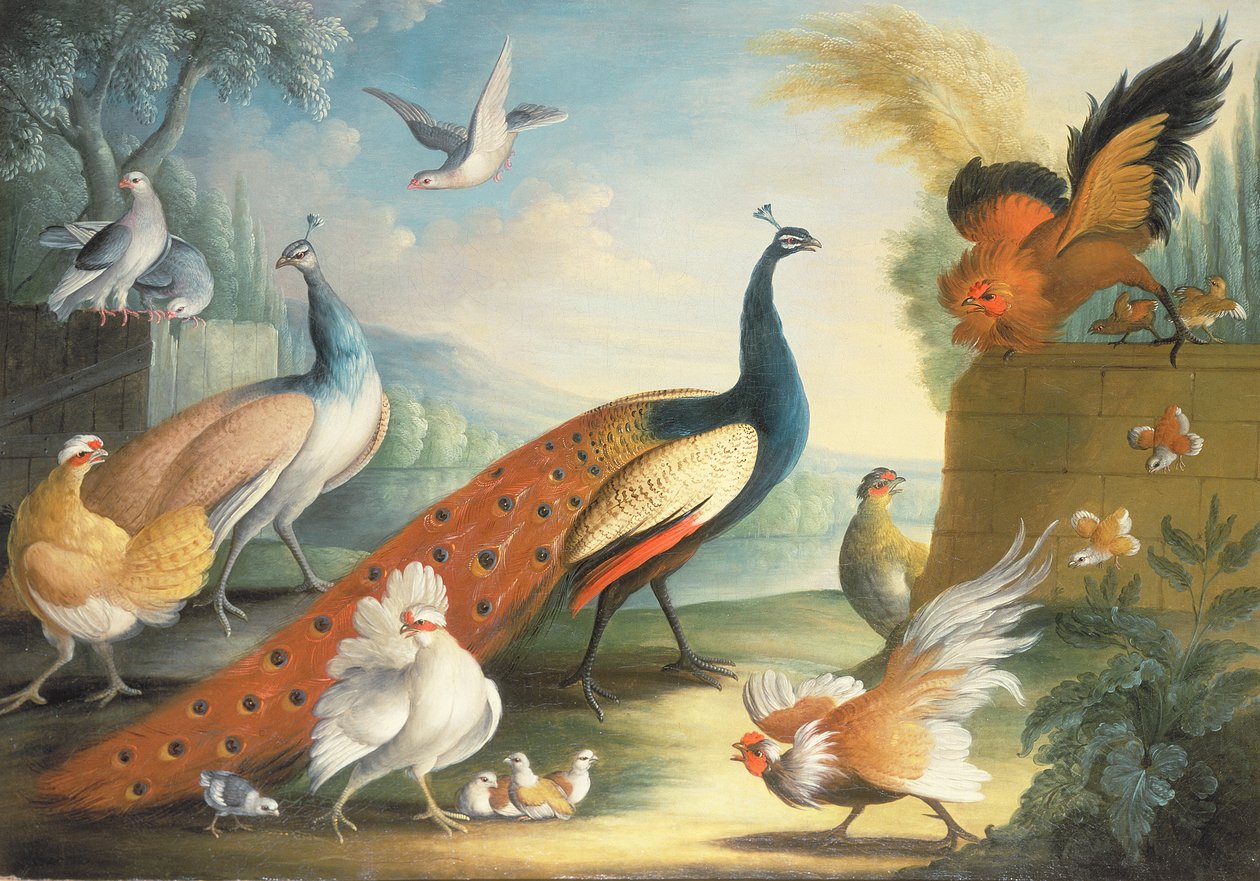 Park Alanında İki Tavus Kuşu, Güvercin, Tavuk ve Horoz by Marmaduke Craddock