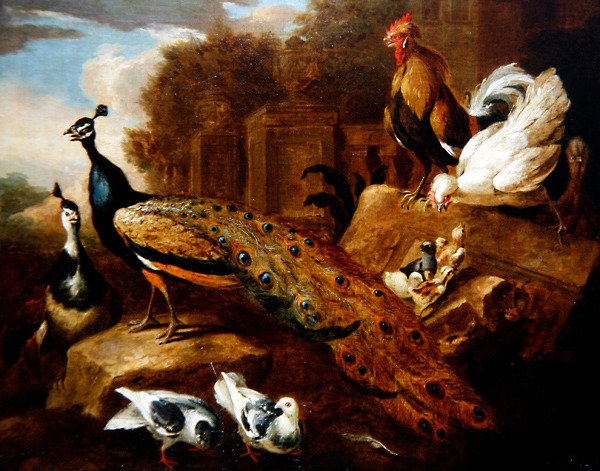 Tavus Kuşları, Güvercinler ve Diğer Kuşlar ve Klasik Bir Yapı (tuval üzerine yağlı boya) by Marmaduke (attr. to) Cradock