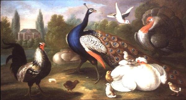 Nehir kenarında bir Tavus Kuşu, Hindi, Tavuk, Horoz ve Güvercin by Marmaduke Craddock