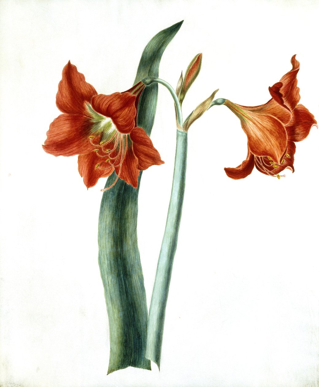 Amaryllis, c.1790 by Martha Tuthill