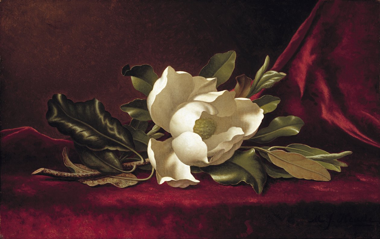 Manolya Çiçeği, 1888 by Martin Johnson Heade
